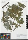 Foto von Salix glabra Scop.